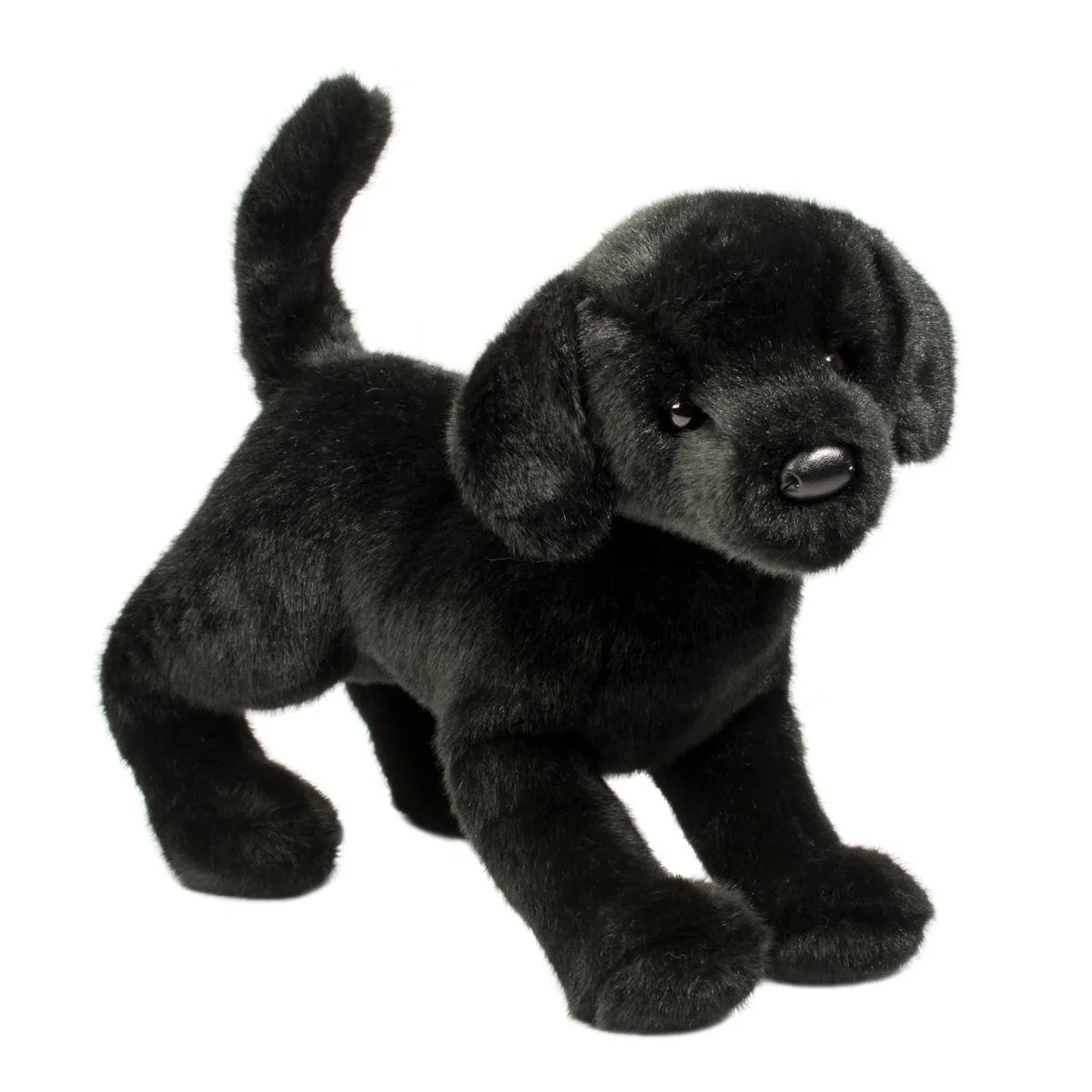 Chester Black Lab