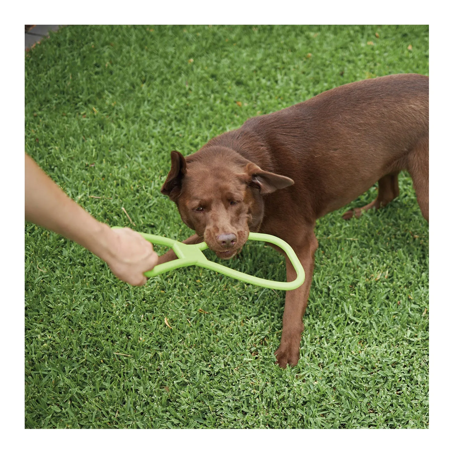 Kazoo Tug O War Rubber Assorted Dog Toy