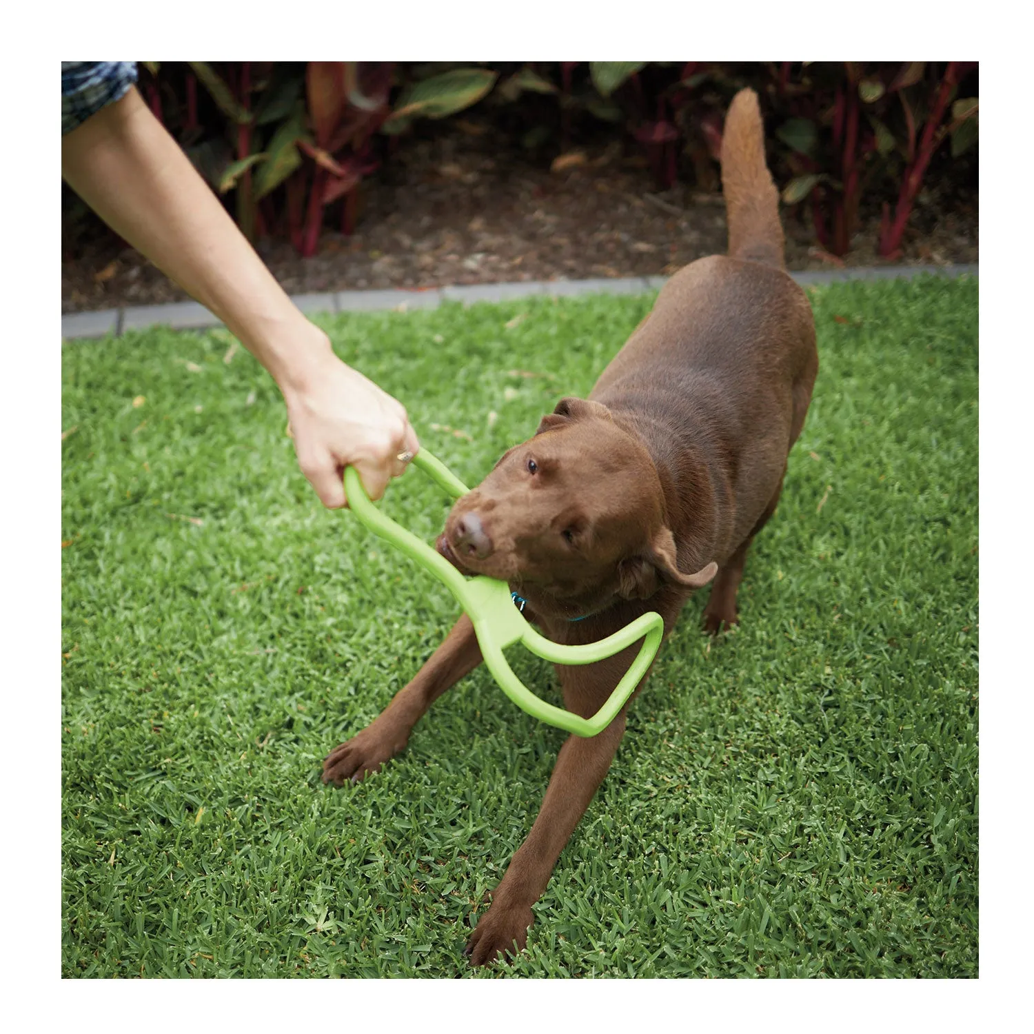 Kazoo Tug O War Rubber Assorted Dog Toy