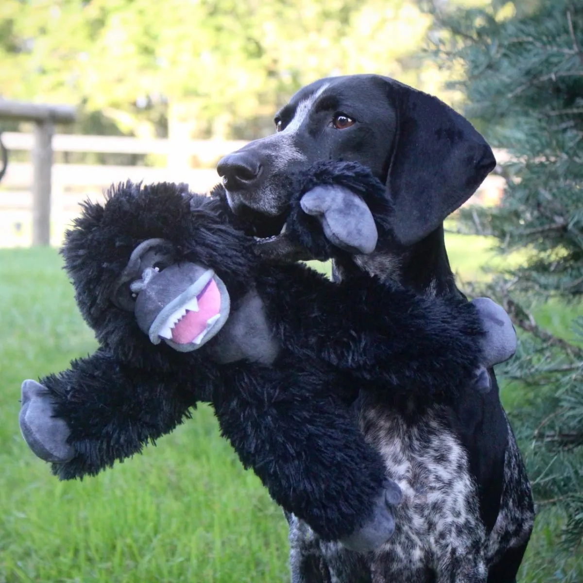 King Kong Gorilla Rope Body Dog Toy - 14"