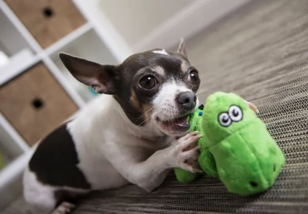 T-Rex Dog Toy